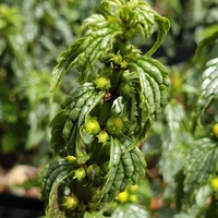 Lamium galeobdolon 'Herman's Pride'